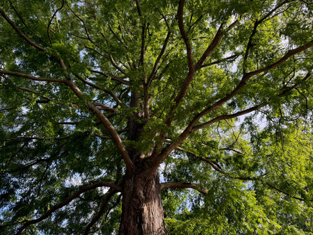 Beautiful tree with green leaves growing under blue sky, bottom viewの写真素材