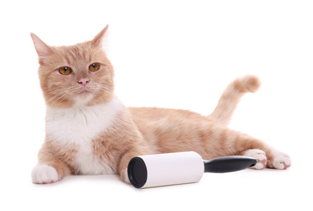 Cute cat and lint roller on white backgroundの写真素材