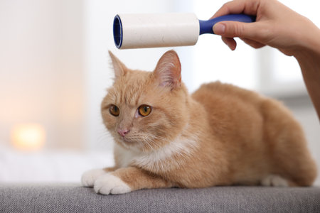Woman rubbing down her cat with lint roller on sofa at home, closeupの写真素材