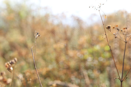 Empty cobweb on plant in meadow, closeup