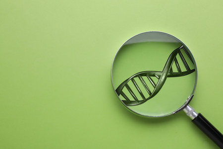 DNA spiral in magnifying glass on green background, top view. Genetic analysis and researchの写真素材