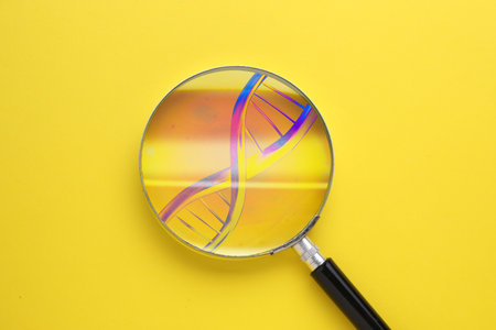 DNA spiral in magnifying glass on yellow background, top view. Genetic analysis and researchの写真素材