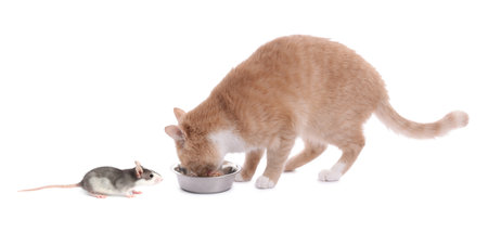 Rat looking at cat eating from feeding bowl against white backgroundの写真素材