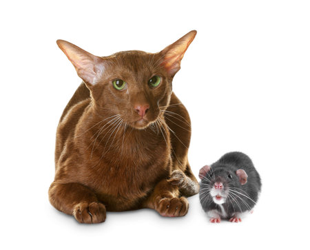 Cute rat and cat on white backgroundの写真素材