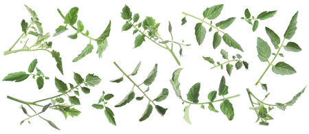 Tomato plant branches with green leaves isolated on white, setの写真素材