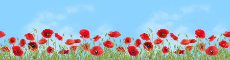 Bright red poppy flowers under blue sky, banner designの写真素材
