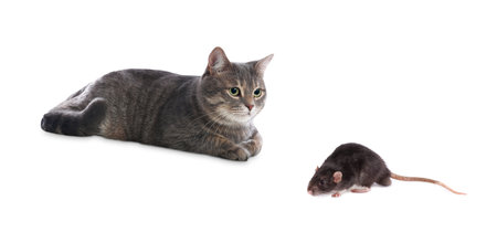 Cute rat and cat on white backgroundの写真素材