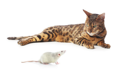 Cat looking at rat on white backgroundの写真素材