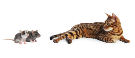 Cat looking at rats on white backgroundの写真素材