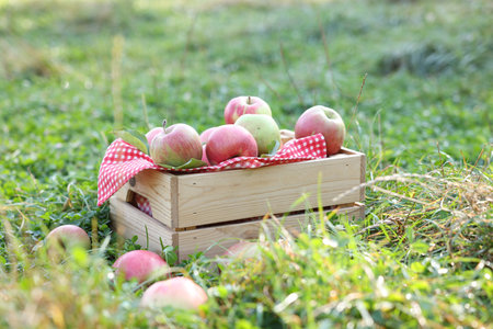 Fresh ripe apples in wooden crate on green grass outdoorsの写真素材