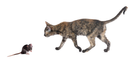 Cat looking at rat on white backgroundの写真素材