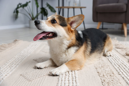 Cute Welsh Corgi on floor at homeの写真素材