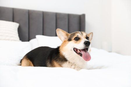 Cute Welsh Corgi on bed at homeの写真素材