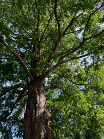 Beautiful tree with green leaves growing under blue sky, bottom view