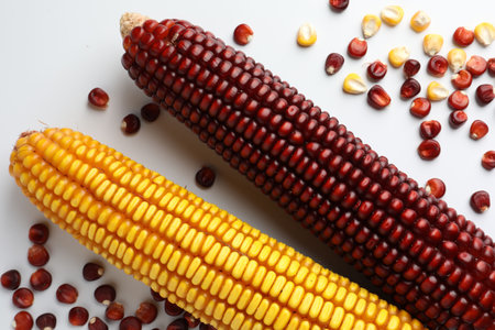 Red and yellow corn cobs with kernels on white background, flat lay