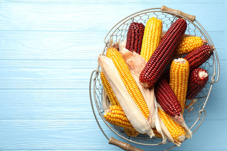 Red and yellow corn cobs in basket on light blue wooden table, top view. Space for text
