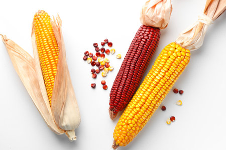 Red and yellow corn cobs with kernels on white background, flat layの写真素材