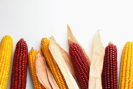 Red and yellow corn cobs on white background, top viewの写真素材