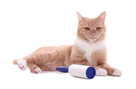 Cute cat and lint roller on white backgroundの写真素材