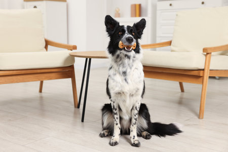 Border Collie with tasty bone shaped dog cookieの写真素材