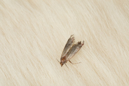 Common clothes moth (Tineola bisselliella) on light fur, closeup