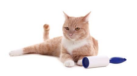 Cute cat and lint roller on white backgroundの写真素材