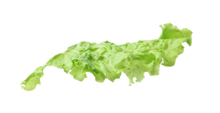 Fresh green lettuce leaf isolated on whiteの写真素材