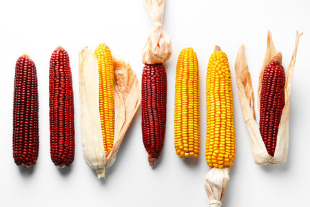 Red and yellow corn cobs on white background, flat layの写真素材