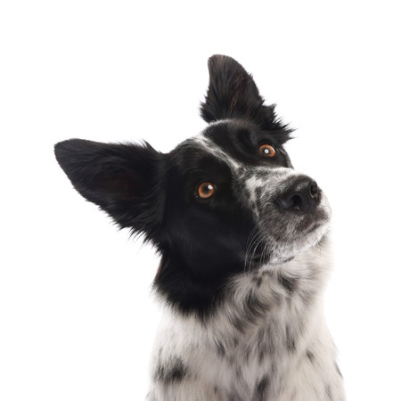 Cute Border Collie dog on white backgroundの写真素材