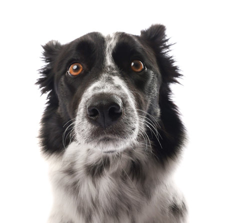 Cute Border Collie dog on white backgroundの写真素材