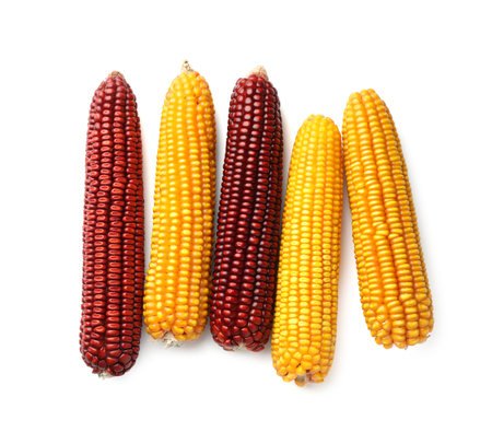 Red and yellow corn cobs isolated on white, top viewの写真素材