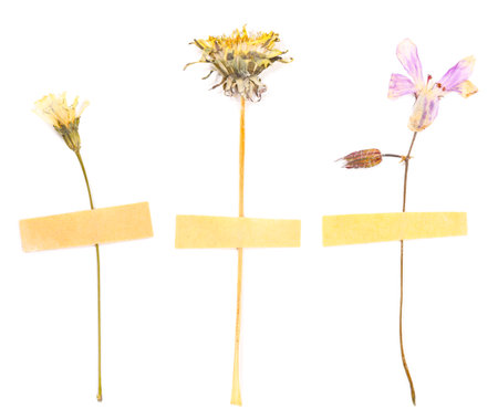 Dried and pressed flowers with adhesive tape pieces isolated on white, setの写真素材