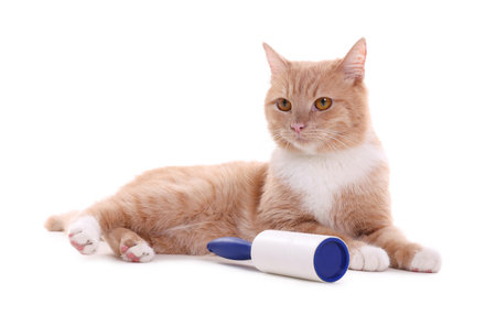 Cute cat and lint roller on white backgroundの写真素材