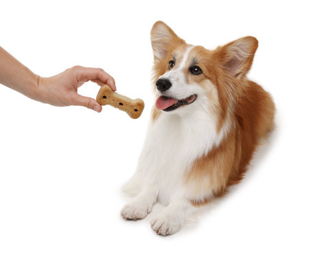 Woman giving tasty bone shaped dog cookie to her Welsh Corgi on white background, closeupの写真素材
