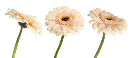 Beige gerbera flowers isolated on white, setの写真素材