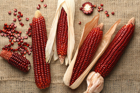 Ripe red corn cobs and kernels on burlap fabric, flat lay