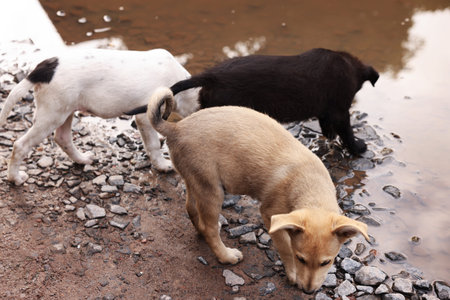 Cute stray dogs drinking water from puddle outdoors.の写真素材