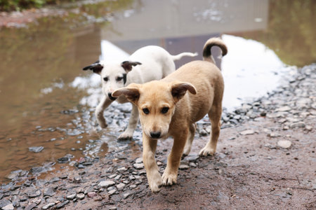 Cute stray dogs near puddle outdoors. Homeless petの写真素材