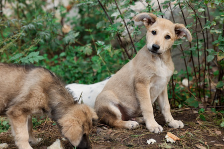 Cute stray dogs in park, closeup. Homeless petの写真素材