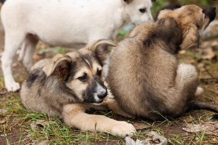 Cute stray dogs lying on ground outdoors, closeup. Homeless petの写真素材