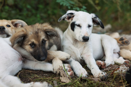 Cute stray dogs lying on ground outdoors, closeup. Homeless petの写真素材