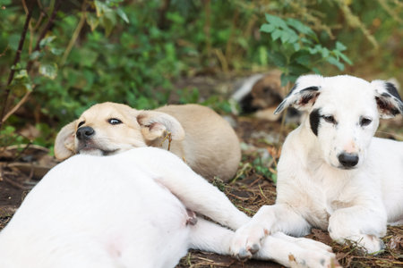 Cute stray dogs lying on ground outdoors, closeup. Homeless petの写真素材