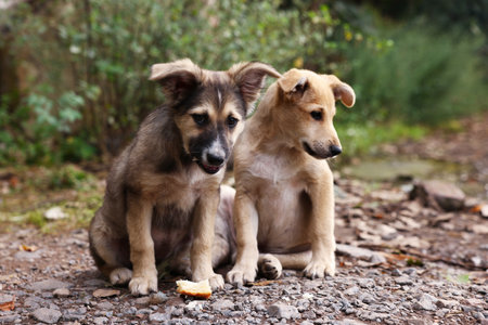 Cute stray dogs with piece of bread outdoors. Homeless petの写真素材