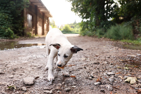 Cute stray dog eating bread outdoors. Homeless petの写真素材