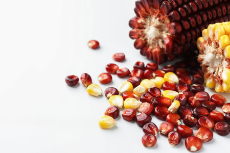 Red and yellow corn cobs with kernels on white background, closeup. Space for textの写真素材