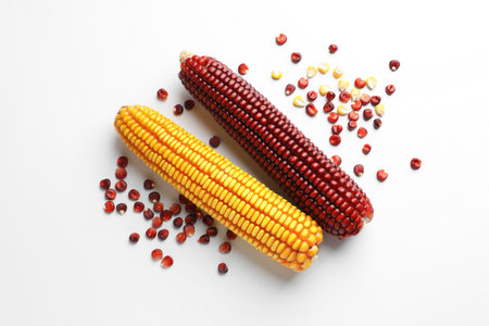 Red and yellow corn cobs with kernels on white background, flat layの写真素材