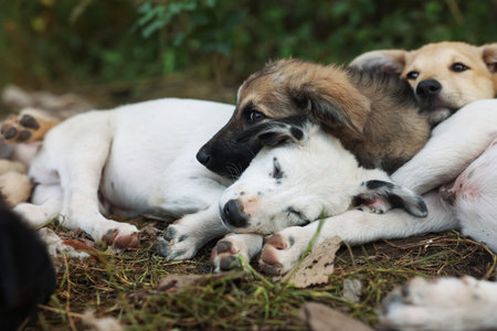 Cute stray dogs lying on ground outdoors, closeup. Homeless petの写真素材