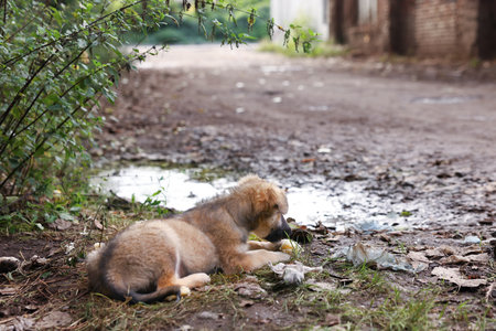 Cute stray dog eating bread outdoors. Homeless petの写真素材