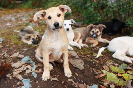 Many cute stray dogs outdoors. Homeless pet