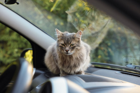Cute cat near windshield window in car, view from outside. Adorable petの写真素材